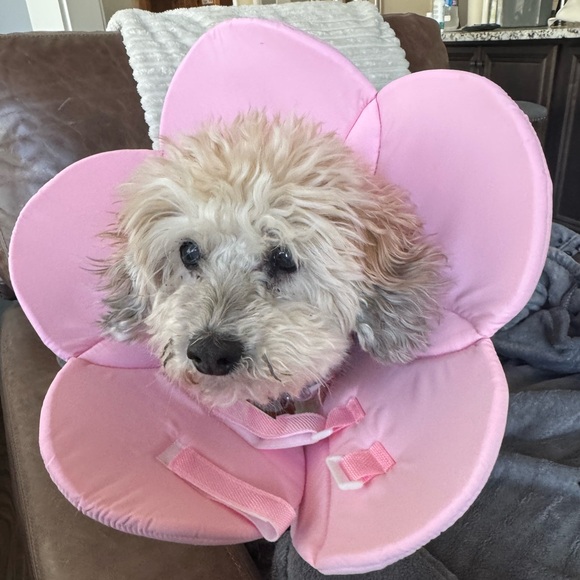 Dog Cat Flower Cone Collar Soft Collar Pink - Picture 7 of 7